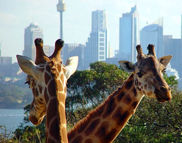 [시드니] 새해 맞이 이벤트 ②  - 타롱가 동물원 후기 썸네일