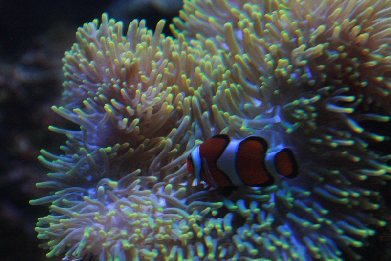 [시드니] 이벤트! 사진 공모3 - 시드니 아쿠아리움 후기 썸네일