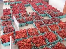 하버드에서 진행되는 농수산물 직거래 시장 후기 썸네일