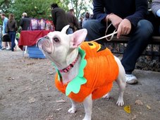 보스턴 10월이벤트 - 펫과 함께하는 할로윈 퍼레이드 후기 썸네일