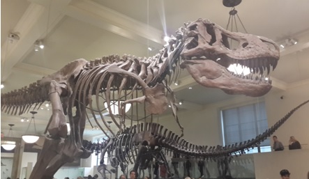 박물관이 살아있다~ 뉴욕 자연사 박물관!! 후기 썸네일