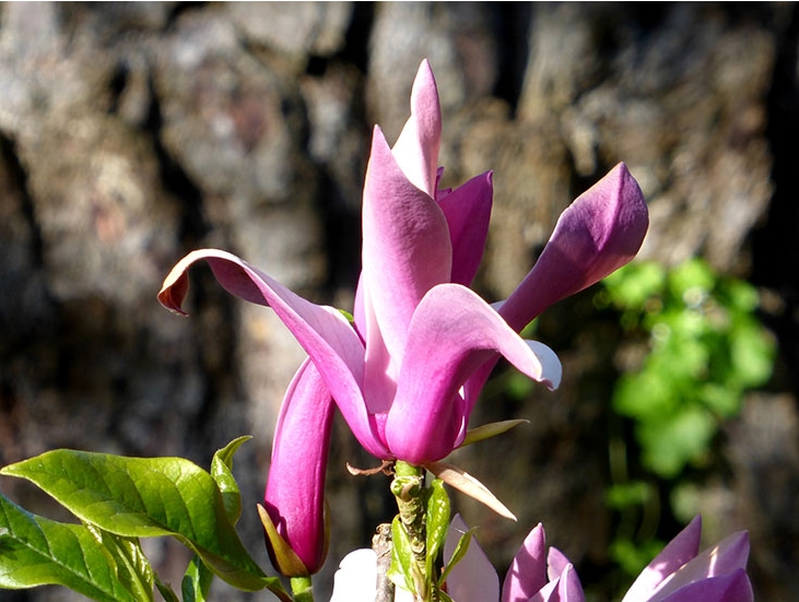 3월 28일 Annual Magnolia Bloom 후기 썸네일