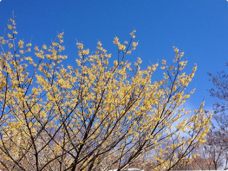 뉴욕 봄의 따뜻한 기운을 느낄 수 있는 4월의 이벤트 !! 후기 썸네일