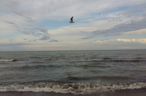 1년간의 캐나다 유학생활 그리고 새로운 시작 후기 썸네일