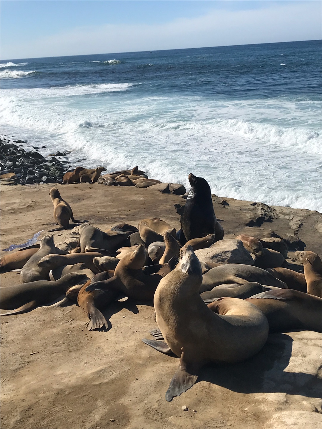 바다사자를 코 앞에서 볼 수 있는 라호야 비치 후기 썸네일