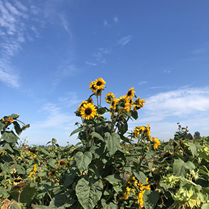 Sunflower Festival 후기
