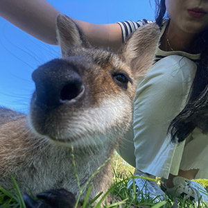 호주 론파인 코알라 생태보호구역