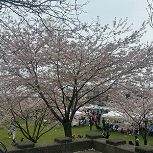 밴쿠버 벚꽃 축제