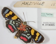 Australian Museum 후기 썸네일