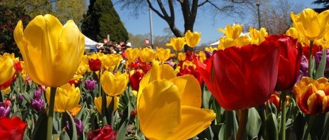 Tulip Time at Corbett Gardens 후기 썸네일