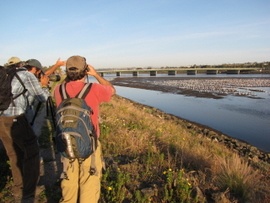2013  San Diego Bird Festival